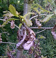 Quercus (Fagaceae)