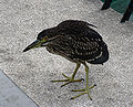 Black-crowned Night Heron (Nycticorax nycticorax)