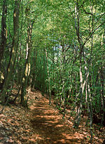 Thumbnail for Walking routes in the Palatine Forest