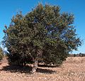 Sughera di 12 anni (Sardegna)