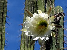 Säulenkaktus Blüte.JPG