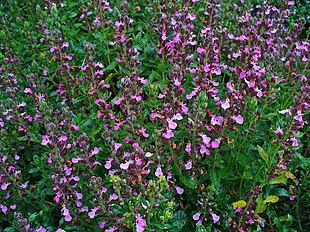 Ædelkortlæbe (Teucrium chamaedrys) Foto: H. Zell