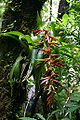 Tillandsia excelsa