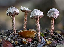 Tulostoma lloydii 186975911.jpg