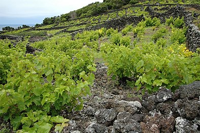 Les currais de l'île du Pico