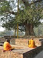 L'Arbre Anandabodhi du Monastère Jetavana de Sarasvati.