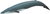 Blue whale illustration with a dark blue tail, a slightly lighter shade of blue overall, and a small dorsal fin close to the tail