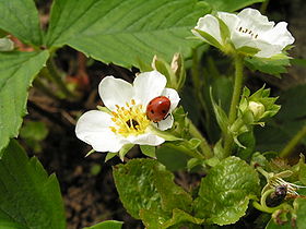 Blomma får besök av en nyckelpiga, Coccinella septempunctata