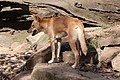 Dingo (Canis lupus dingo)