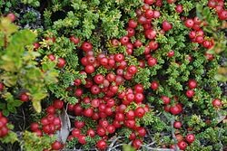 Empetrum rubrum