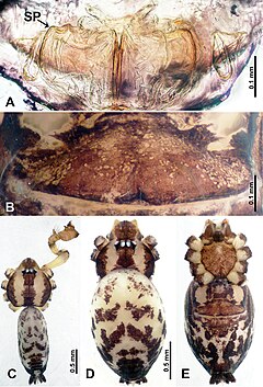 Description de l'image Flexicrurum wuzhishanense (10.3897-zookeys.855.34383) Figure 1.jpg.