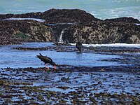 African Oystercatcher