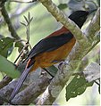 Pitohui con capucha o encapuchado