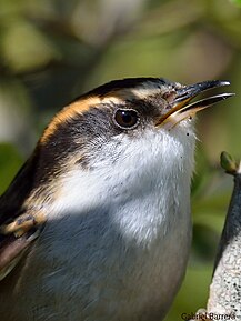 Tête de synallaxe rayadito (Aphrastura spinicauda), espèce de passereau appartenant à la famille des Furnariidae.