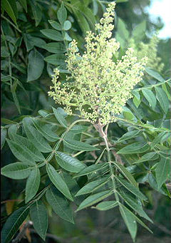 Folioj kaj floroj de Rhus copallinum