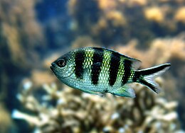 Scherenschwanz-Sergeant (Abudefduf sexfasciatus) 01.jpg