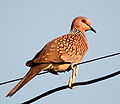 Spotted Dove