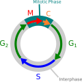 Ciclo celular