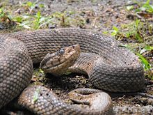 Bothrops caribbaeus