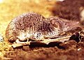 Sicilian shrew