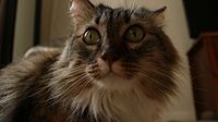 Female Maine Coon brown tabby, age 6.