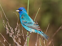 Photographie d'un oiseau bleu posé sur une branche