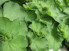 Lady's Mantle Alchemilla vulgaris 2816px.jpg