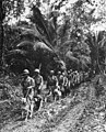 Une section de Raiders et leurs chiens de guerre sur Bougainville en novembre/décembre 1943