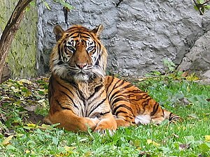 Macan Sumatra