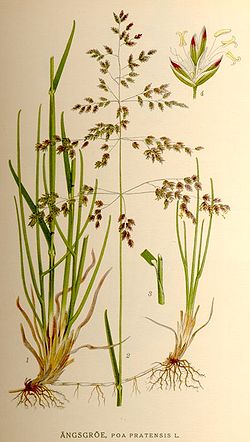 Vallarsveifgras (Poa pratensis)