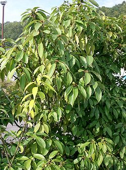 Quercus glauca