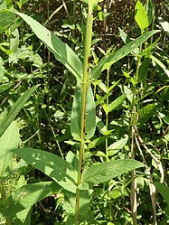 茎は四角で4稜があり、葉は対生する。