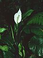 Spathiphyllum montanum