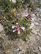 Habitat