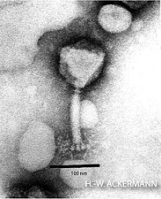 Kuttervirus ViI Ackermannviridae