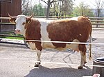 Photo couleur d'une vache pie rouge à longues cornes. Le rouge de la robe est marqué de zones plus claires en polygone. Les pattes sont courtes.