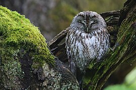 Waldkauz (Strix aluco)