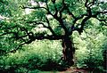 Alte Eiche im Urwald Sababurg im nordhessischen Reinhardswald