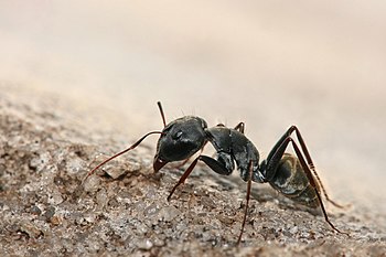 Carpenter ant