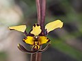 Diuris pardina in the Namadgi National Park in the A.C.T.