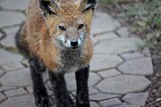 Fox