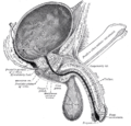 Section of bladder, penis, and urethra.