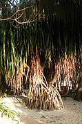 Pandanus tectorius