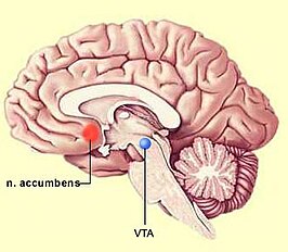 Ligging van de Nucleus accumbens