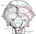 Occipital bone. Outer surface.