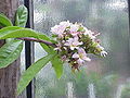 inflorescence de Pereskia grandifolia