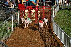 A pig race