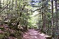 Chemin dans le parc national d'Ordesa et du Mont-Perdu.