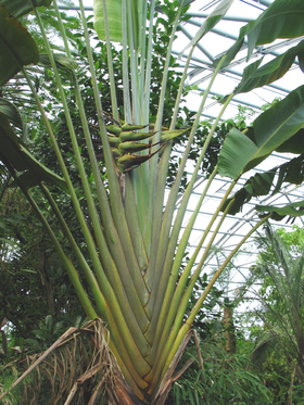 Ravenala madagascariensis.