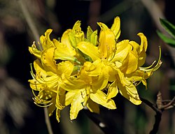 Kelta-atsalea (Rhododendron luteum)